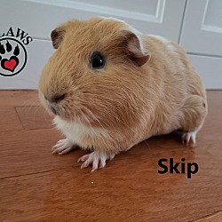 Thumbnail photo of Skip #4
