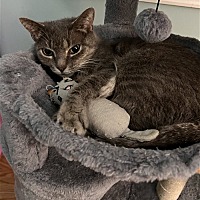 adopt a pet