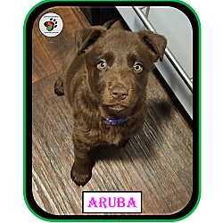 Thumbnail photo of Aruba aka Ruby - Coffee Litter #3