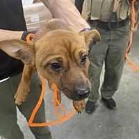 adopt a pet
