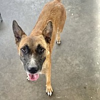 adopt a pet
