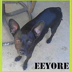 Thumbnail photo of Eeyore #3