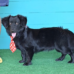 Flat coated retriever dachshund mix new arrivals