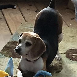 Thumbnail photo of Siri - Adorable Beagle Girl! #3