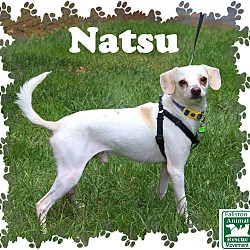 Thumbnail photo of Natsu #3