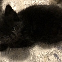 Thumbnail photo of Black kitten female #1