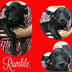 Thumbnail photo of Rumble Pending adoption #1