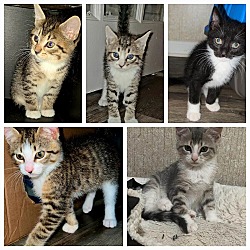 Photo of Carolina Kittens (16-20 weeks)