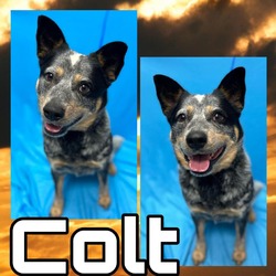 Photo of Colt