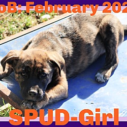 Thumbnail photo of SPUD #1