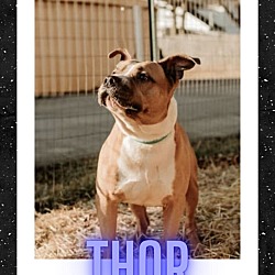 Thumbnail photo of Thor #1