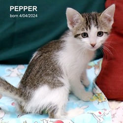 Photo of Pepper-9654