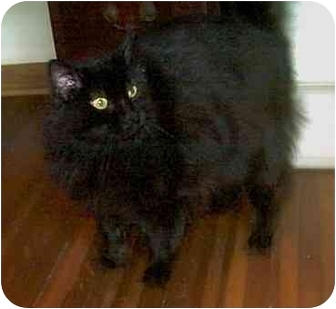 Harlan Ia Persian Meet Moses A Pet For Adoption