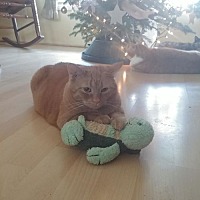 adopt a pet