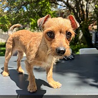 adopt a pet