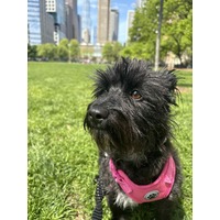 adopt-pet
