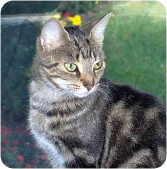 Burlington On Domestic Shorthair Meet Polly A Pet For Adoption
