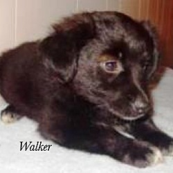 Thumbnail photo of Walker #3