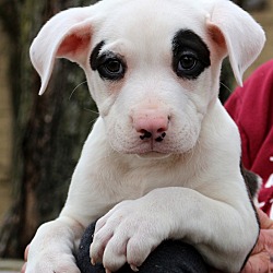 Thumbnail photo of Bambido~adopted! #1