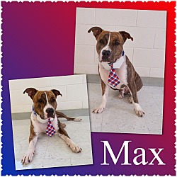 Thumbnail photo of Max - Pawsitive Direction #1