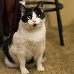 Photo of Silo, the chuky fat kitty