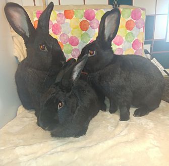 How Much Is A Rabbit At Petsmart - The average petsmart salary ranges from approximately $16,000 per year for cashier/stocker to $127.