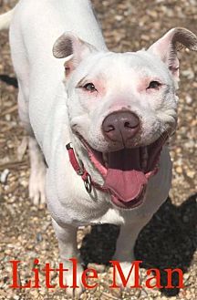 adopt a pet petsmart charities