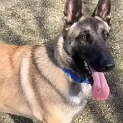 Photo of cane