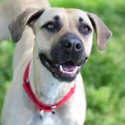 Puppies For Sale In Phoenix Oregon Adoptapet Com