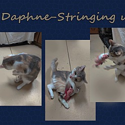 Thumbnail photo of Daphne #4