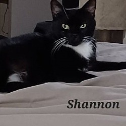 Photo of Shannon #St-Patty-Day-mama