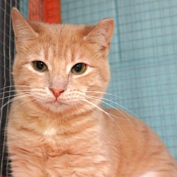 Thumbnail photo of Tangelo- Foster or Adopt #4