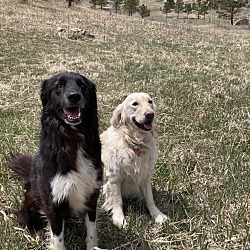 Photo of Skipper and Bear