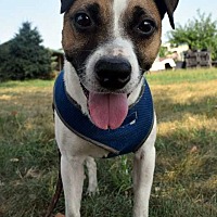 adopt a pet