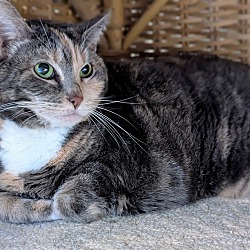 bonded pet photo