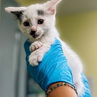 adopt a pet