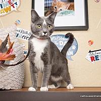 adopt a pet