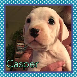 Thumbnail photo of Casper #2