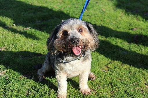 Conway Ar Yorkie Yorkshire Terrier Meet Mick A Pet For Adoption
