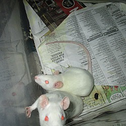 Thumbnail photo of 2 BABY BOY RATS FROM DEPTFORD! #1