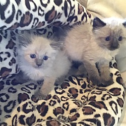Photo of Siamese Kittens