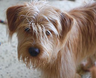 Shaggy cheap dog rescue