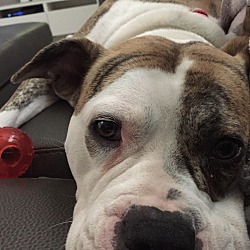 Puppies For Sale In Miami Lakes Florida Adoptapet Com