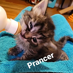 Thumbnail photo of Prancer #2
