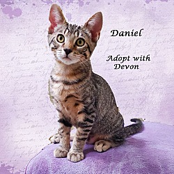 Thumbnail photo of Adopt DANIEL & Devon, Bonded #2