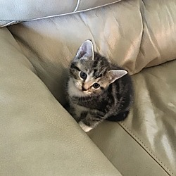 Photo of Kitten A