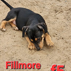 Photo of Fillmore
