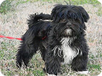 Shih Tzu Yorkie Mix Black And White Goldenacresdogs Shih Tzu Yorkie Mix Black And White