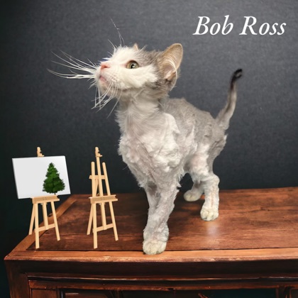 Photo of Bob Ross