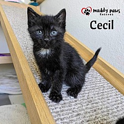 Thumbnail photo of Cecil - No Longer Accepting Applications #3